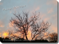 Paysages d'Auvergne - Arbre de l'Aurore